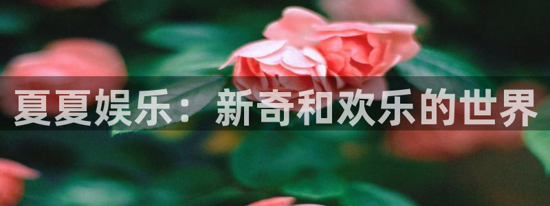 门徒娱乐